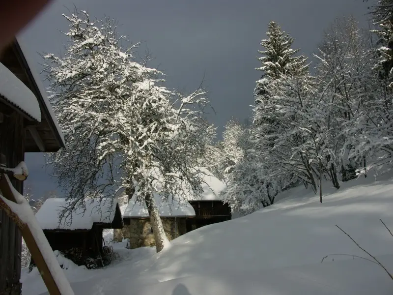 Arbres enneigés autour de la grange